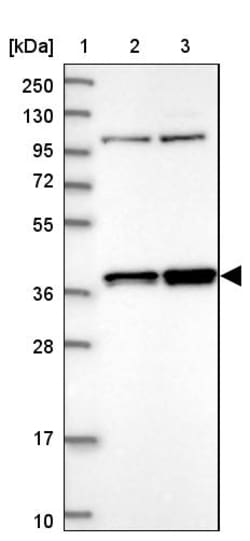 Invitrogen FAM131A Polyclonal Antibody 100 &mu;L; Unconjugated:Antibodies,