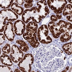 Invitrogen FAM55D Polyclonal Antibody 100 &mu;L; Unconjugated:Antibodies,