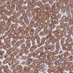 Invitrogen FAM55D Polyclonal Antibody 100 &mu;L; Unconjugated:Antibodies,