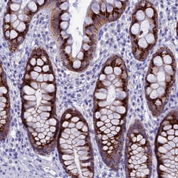 Invitrogen FAM55D Polyclonal Antibody 100 &mu;L; Unconjugated:Antibodies,