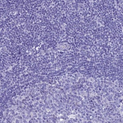 Invitrogen FAM55D Polyclonal Antibody 100 &mu;L; Unconjugated:Antibodies,