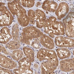 Invitrogen CWH43 Polyclonal Antibody 100 &mu;L; Unconjugated:Antibodies,