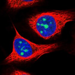 Invitrogen ZNF837 Polyclonal Antibody 100 &mu;L; Unconjugated:Antibodies,