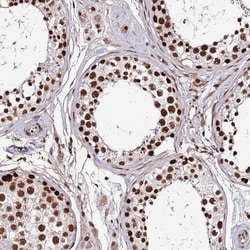 Invitrogen ARS2 Polyclonal Antibody 100 &mu;L; Unconjugated:Antibodies,