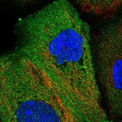 Invitrogen EPB41L4B Polyclonal Antibody 100 &mu;L; Unconjugated:Antibodies,