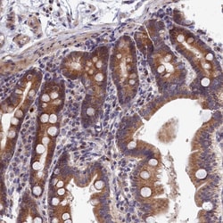 Invitrogen EPB41L4B Polyclonal Antibody 100 &mu;L; Unconjugated:Antibodies,