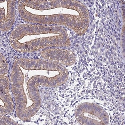 Invitrogen BSPRY Polyclonal Antibody 100 &mu;L; Unconjugated:Antibodies,