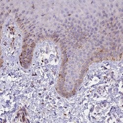 Invitrogen FRMPD1 Polyclonal Antibody 100 &mu;L; Unconjugated:Antibodies,