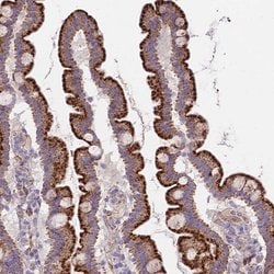 Invitrogen FRMPD1 Polyclonal Antibody 100 &mu;L; Unconjugated:Antibodies,