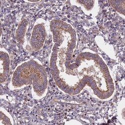 Invitrogen FRMPD1 Polyclonal Antibody 100 &mu;L; Unconjugated:Antibodies,