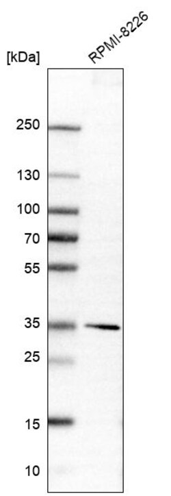Invitrogen DIMT1 Polyclonal Antibody 100 &mu;L; Unconjugated:Antibodies,