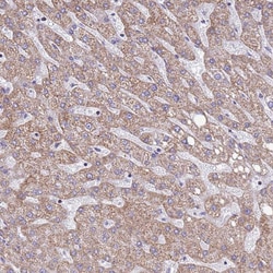 Invitrogen COQ4 Polyclonal Antibody 100 &mu;L; Unconjugated:Antibodies,