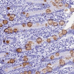 Invitrogen OR10J3 Polyclonal Antibody 100 &mu;L; Unconjugated:Antibodies,