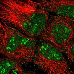 Invitrogen ATPBD4 Polyclonal Antibody 100 &mu;L; Unconjugated:Antibodies,
