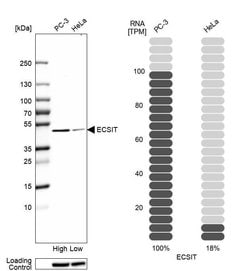 Invitrogen ECSIT Polyclonal Antibody 100 &mu;L; Unconjugated:Antibodies,