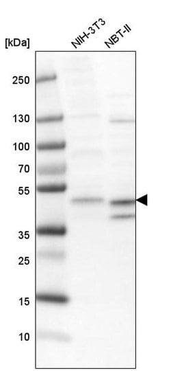 Invitrogen ECSIT Polyclonal Antibody 100 &mu;L; Unconjugated:Antibodies,