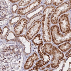 C15orf40 Polyclonal Antibody:Antibodies, Polyclonal