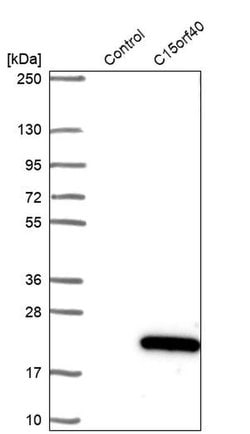 C15orf40 Polyclonal Antibody:Antibodies, Polyclonal