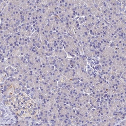 Invitrogen SPNS1 Polyclonal Antibody 100 &mu;L; Unconjugated:Antibodies,