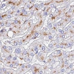 Invitrogen SPNS1 Polyclonal Antibody 100 &mu;L; Unconjugated:Antibodies,