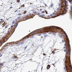 Invitrogen SPNS1 Polyclonal Antibody 100 &mu;L; Unconjugated:Antibodies,