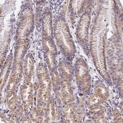 Invitrogen WDR5B Polyclonal Antibody 100 &mu;L; Unconjugated:Antibodies,