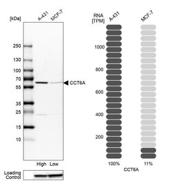 Invitrogen TCP-1 zeta Polyclonal Antibody 100 &mu;L; Unconjugated:Antibodies,