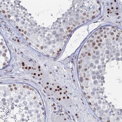 Invitrogen GSC2 Polyclonal Antibody 100 &mu;L; Unconjugated:Antibodies,