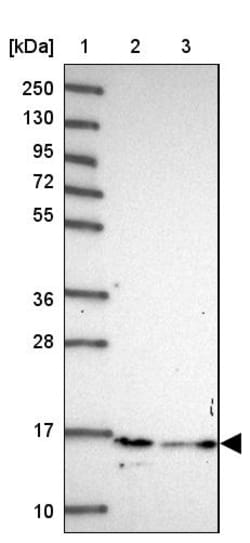 Invitrogen HIST2H2BE Polyclonal Antibody 100 &mu;L; Unconjugated:Anticuerpos