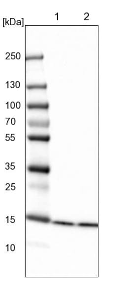 Invitrogen HIST2H2BE Polyclonal Antibody 100 &mu;L; Unconjugated:Anticuerpos