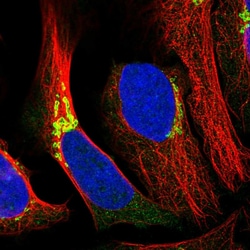 Invitrogen CASC4 Polyclonal Antibody 100 &mu;L; Unconjugated:Antibodies,
