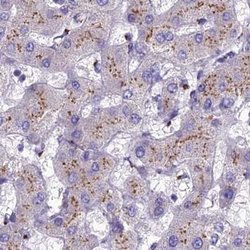 Invitrogen CASC4 Polyclonal Antibody 100 &mu;L; Unconjugated:Antibodies,