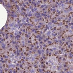 Invitrogen CASC4 Polyclonal Antibody 100 &mu;L; Unconjugated:Antibodies,
