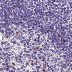 Invitrogen CASC4 Polyclonal Antibody 100 &mu;L; Unconjugated:Antibodies,