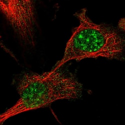 Invitrogen DBNDD1 Polyclonal Antibody 100 &mu;L; Unconjugated:Antibodies,