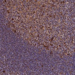 Invitrogen THUMPD2 Polyclonal Antibody 100 &mu;L; Unconjugated:Antibodies,