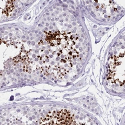 Invitrogen LRRC37A Polyclonal Antibody 100 &mu;L; Unconjugated:Antibodies,