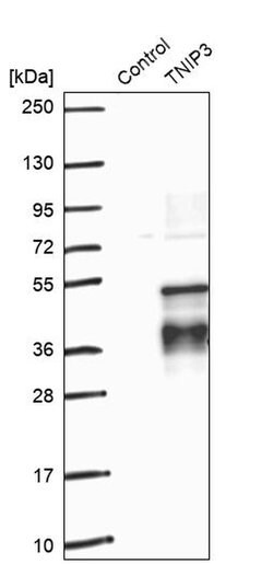 Invitrogen TNIP3 Polyclonal Antibody 100 &mu;L; Unconjugated:Antibodies,