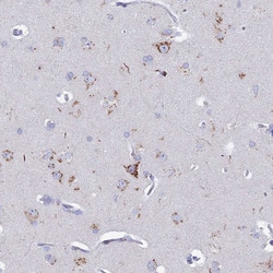 Invitrogen HS2ST1 Polyclonal Antibody 100 &mu;L; Unconjugated:Antibodies,