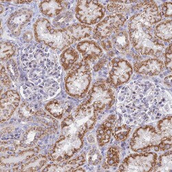 Invitrogen HS2ST1 Polyclonal Antibody 100 &mu;L; Unconjugated:Antibodies,
