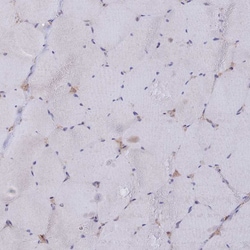 Invitrogen HS2ST1 Polyclonal Antibody 100 &mu;L; Unconjugated:Antibodies,