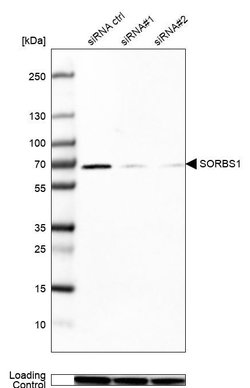 SORBS1 Polyclonal Antibody:Antibodies, Polyclonal