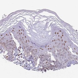 Invitrogen C19orf28 Polyclonal Antibody 100 &mu;L; Unconjugated:Antibodies,