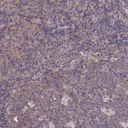 Invitrogen PGP Polyclonal Antibody 100 &mu;L; Unconjugated:Antibodies,