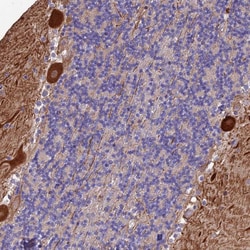Invitrogen MFSD2A Polyclonal Antibody 100 &mu;L; Unconjugated:Antibodies,