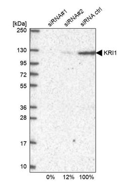 Invitrogen KRI1 Polyclonal Antibody 100 &mu;L | Buy Online | Invitrogen&trade; | Fisher Scientific