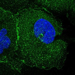 Invitrogen FAM193A Polyclonal Antibody 100 &mu;L; Unconjugated:Antibodies,