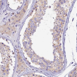 Invitrogen FAM193A Polyclonal Antibody 100 &mu;L; Unconjugated:Antibodies,