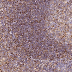Invitrogen FAM193A Polyclonal Antibody 100 &mu;L; Unconjugated:Antibodies,