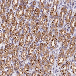 Invitrogen FAM193A Polyclonal Antibody 100 &mu;L; Unconjugated:Antibodies,